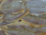 ปลาแห้ง Salted Seafood DRF010